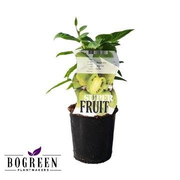 Kiwi 'Issai' – Selbstfruchtende Kletterpflanze im 12cm Topf