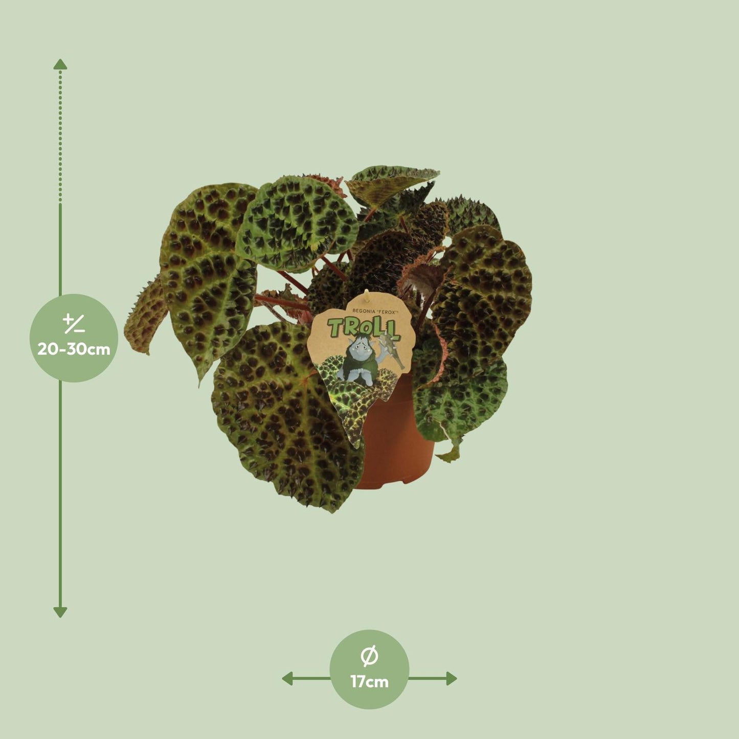 Begonia Rex Ferox – Pflegeleichte Zimmerpflanze Ø17 cm