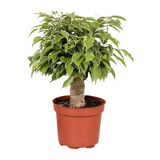 Ficus Benjamina Kinky – Pflegeleichte Zimmerpflanze Ø12cm