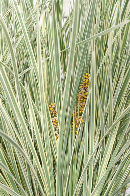 Lomandra 'White Sands' – Pflegeleichtes buntes Ziergras Ø19cm