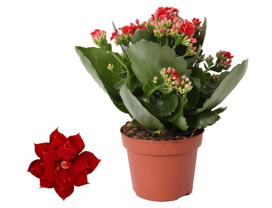 Kalanchoe Rosalina Don Justino Rood – Pflegeleichte Zimmerpflanze Ø12cm