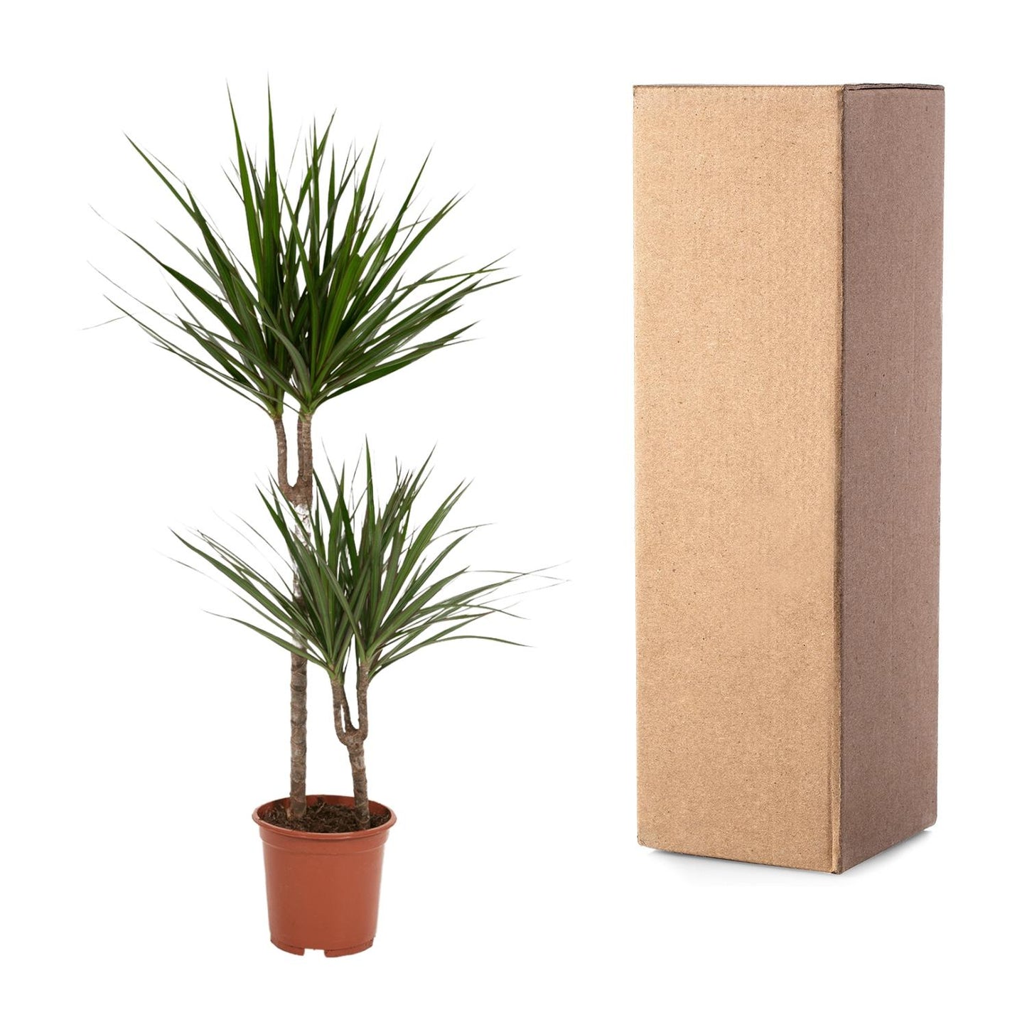 Dracaena Marginata – Pflegeleichte Zimmerpflanze Ø19cm