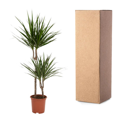 Dracaena Marginata – Pflegeleichte Zimmerpflanze Ø19cm