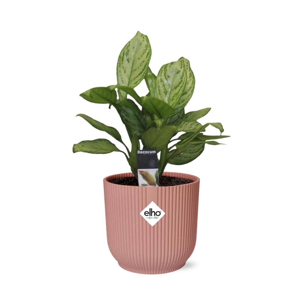 Aglaonema Christina in ELHO Vibes Fold 14cm rosa – Pflegeleichte Zimmerpflanze