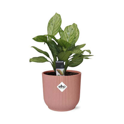 Aglaonema Christina in ELHO Vibes Fold 14cm rosa – Pflegeleichte Zimmerpflanze