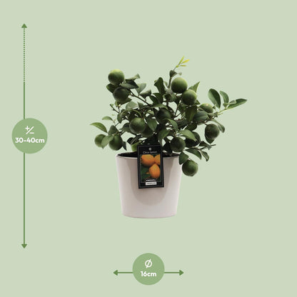 Citruspflanze Lemon im Keramiktopf Ø16cm, 45cm hoch