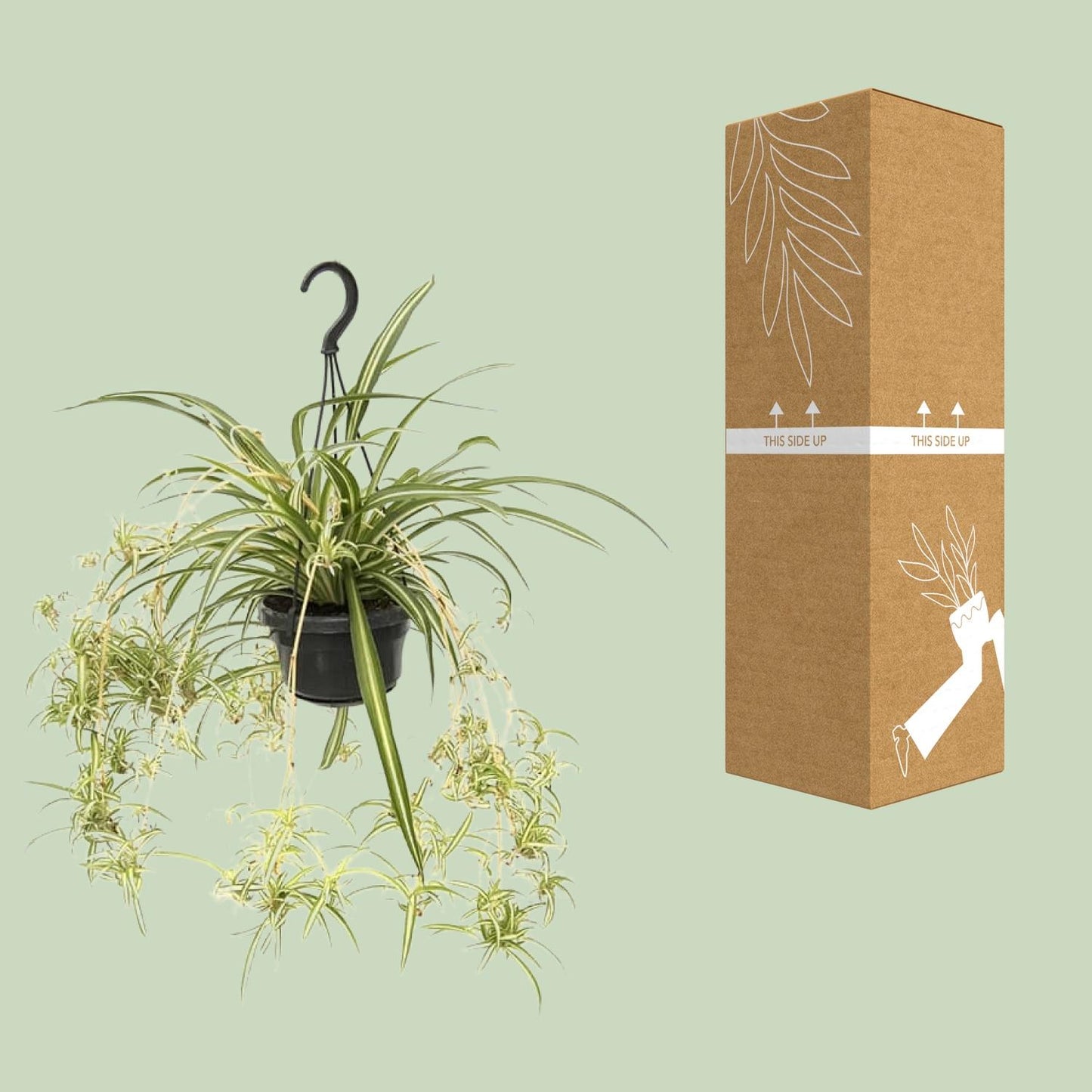 Chlorophytum comosum Variegatum – Spinnenpflanze Ø14cm