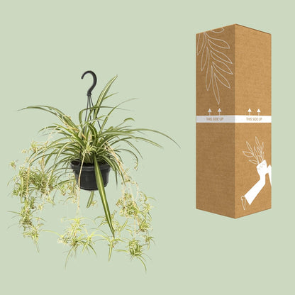 Chlorophytum comosum Variegatum – Spinnenpflanze Ø14cm