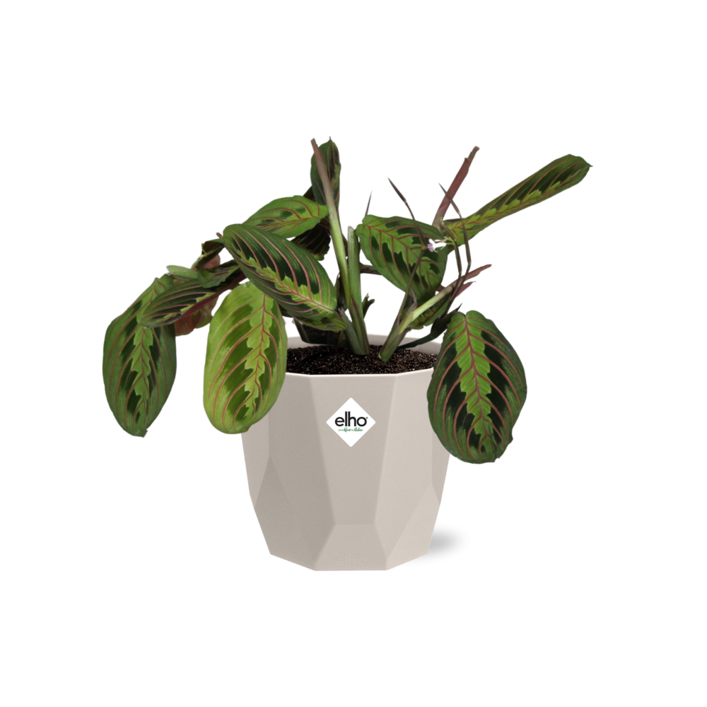 Maranta Leuconeura ‘Fascinator’ Tricolor 14 cm in ELHO b.for rock Topf