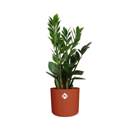 Zamioculcas – Pflegeleichte ZZ-Pflanze im ELHO b.for soft Topf 14cm
