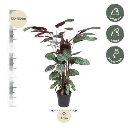 Calathea Oppenheimiana – pflegeleichte Zimmerpflanze 130 cm