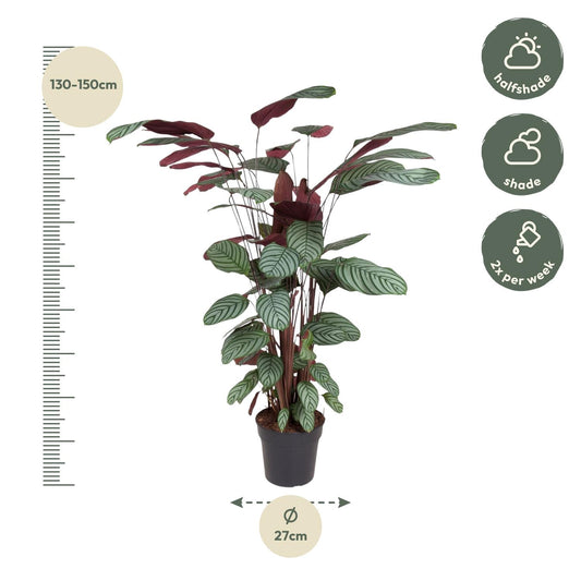 Calathea Oppenheimiana – pflegeleichte Zimmerpflanze 130 cm