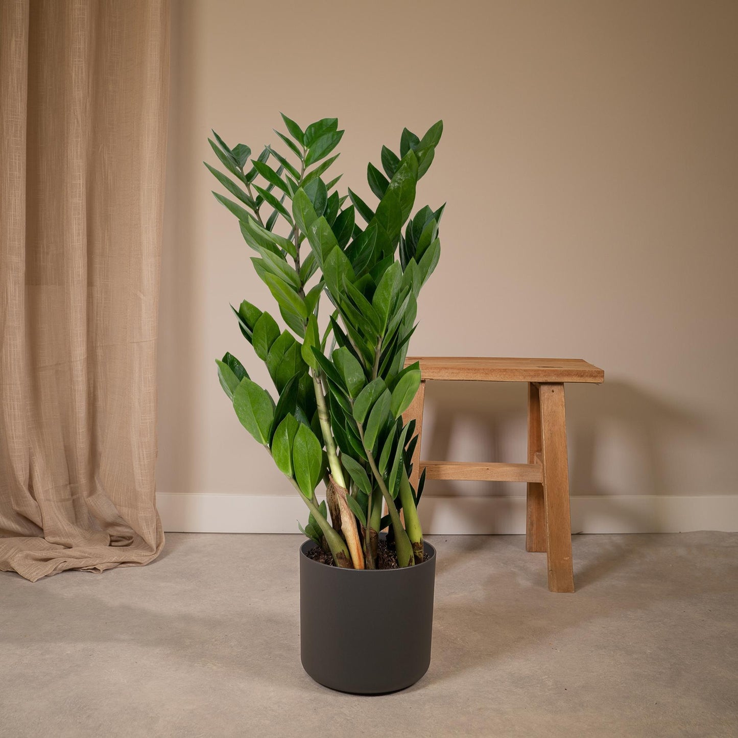 Zamioculcas Zamiifolia – Pflegeleichte grüne Zimmerpflanze Ø17cm