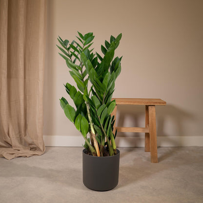 Zamioculcas Zamiifolia – Pflegeleichte grüne Zimmerpflanze Ø17cm