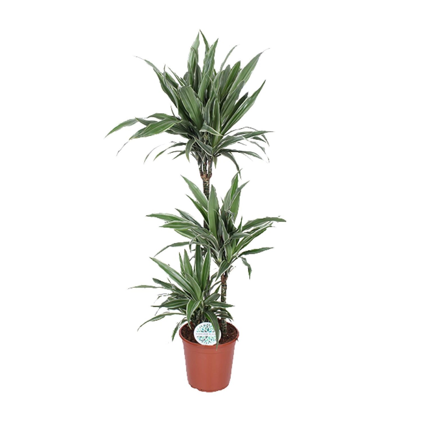 Dracaena Warneckei – Eleganter Drachenbaum Ø24cm, 125cm hoch