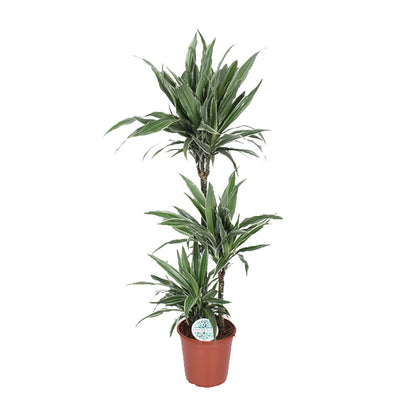 Dracaena Warneckei – Eleganter Drachenbaum Ø24cm, 125cm hoch