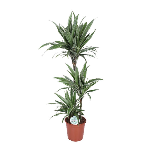 Dracaena Warneckei – Eleganter Drachenbaum Ø24cm, 125cm hoch