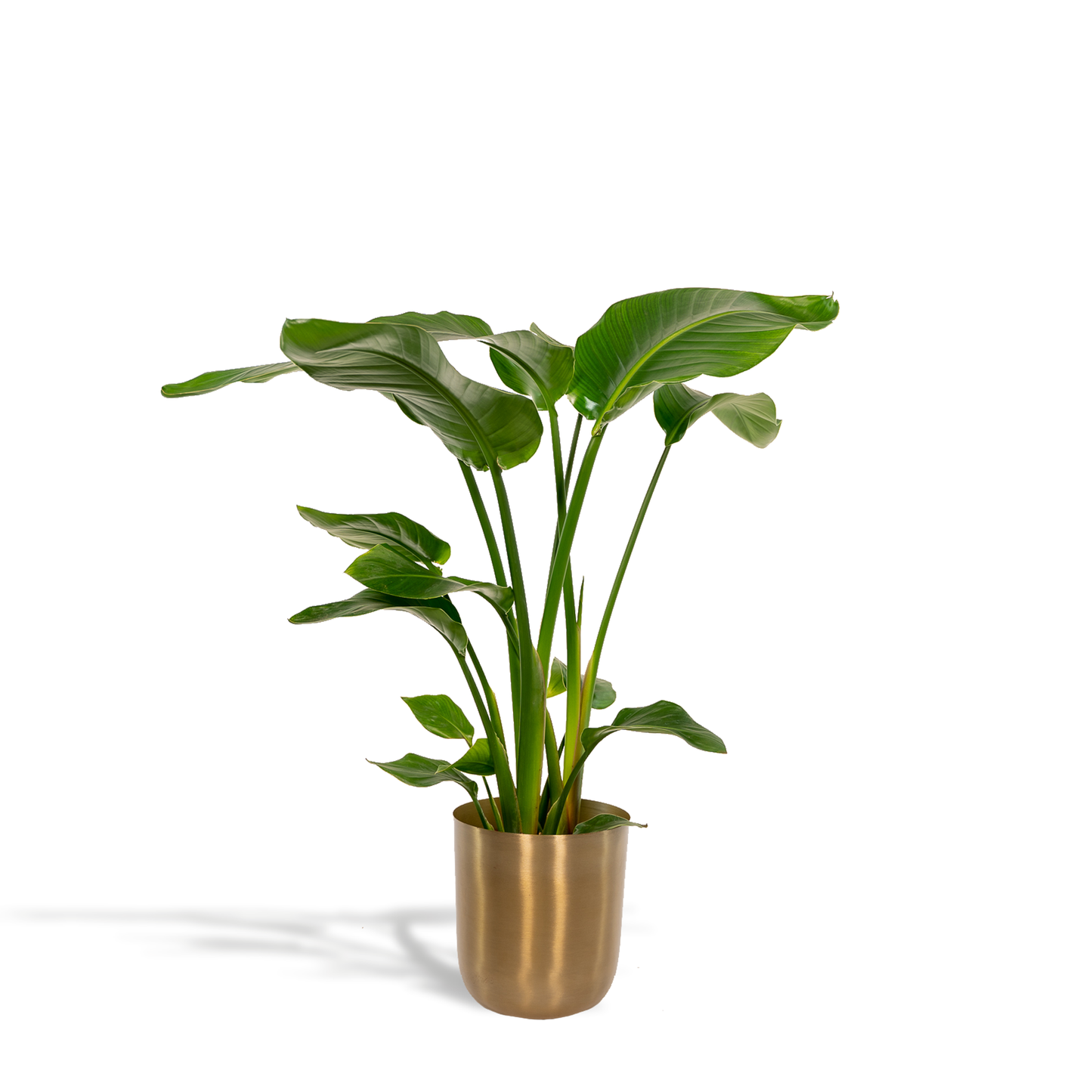 Strelitzia Nicolai Ø19cm – Baumstrelitzie mit Mayk Gold Topf