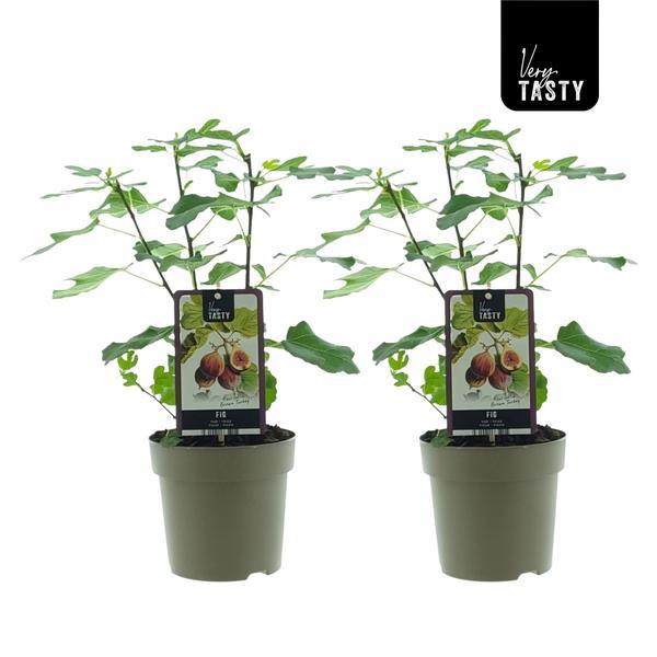 Ficus Brown Turkey 2er-Set Ø15cm, ca. 40cm hoch