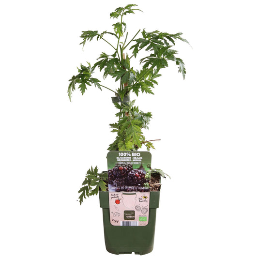 Dornenlose Brombeere 'Thornless Evergreen' – pflegeleicht & aromatisch