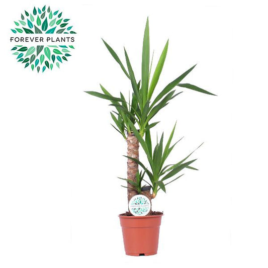 Yucca Zimmerpflanze – Ø17 cm, Höhe ca. 85 cm