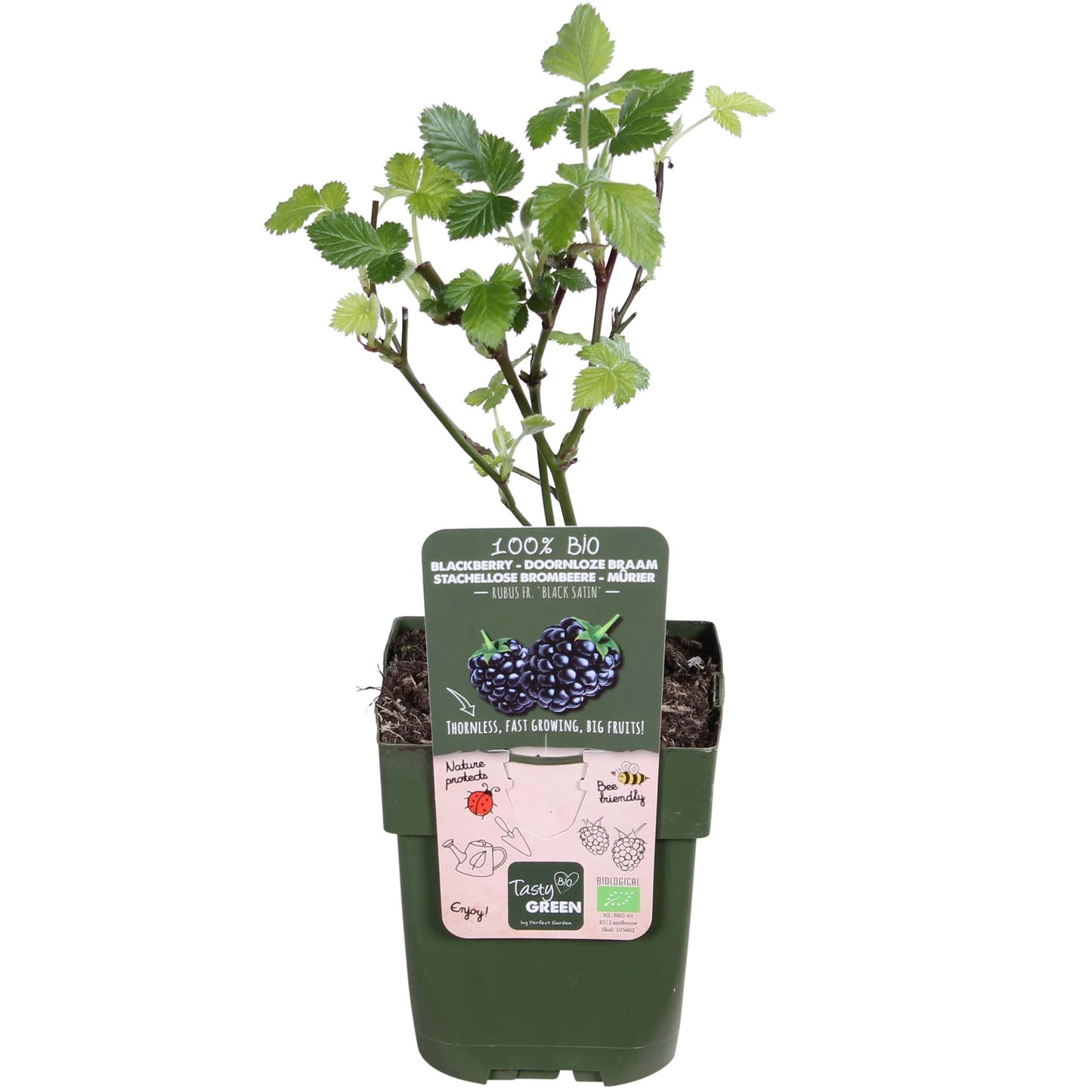 Dornenlose Brombeere 'Black Satin' – Ø13cm, ca. 45cm