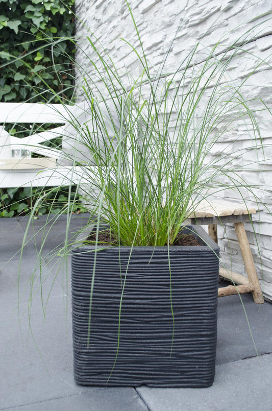 Pennisetum alopecuroides 'Hameln' – Kompaktes Lampenpolgras Ø19cm