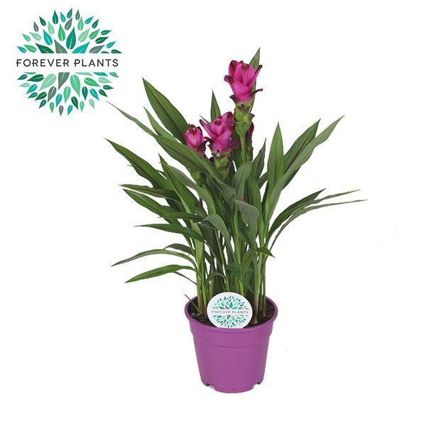 Curcuma Siam Splash – Tropische pflegeleichte Zimmerpflanze Ø17cm