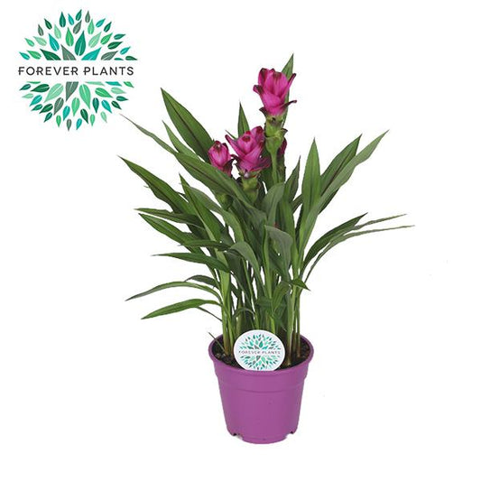 Curcuma Siam Splash – Tropische pflegeleichte Zimmerpflanze Ø17cm
