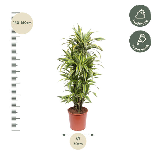 Dracaena Lemon Lime – 150 cm pflegeleichte Zimmerpflanze