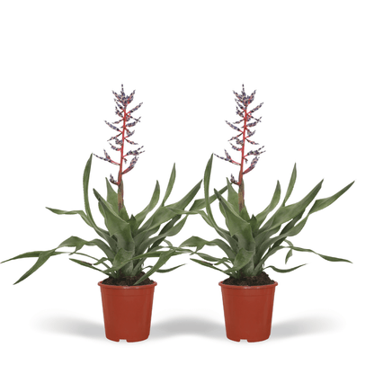 2x Aechmea Blue Rain – Pflegeleichte Tube Bromelie 45cm