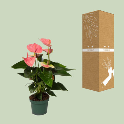 Anthurium Sweet Dream – Pflegeleichte Zimmerpflanze Ø12cm