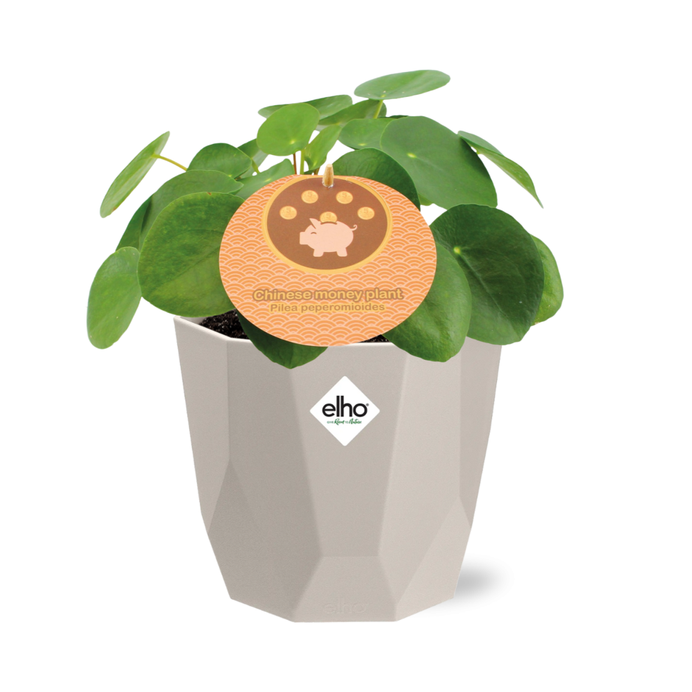 Pilea Peperomioides 12cm im ELHO b.for rock 14 cm warm grey
