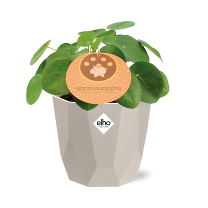 Pilea Peperomioides 12cm im ELHO b.for rock 14 cm warm grey