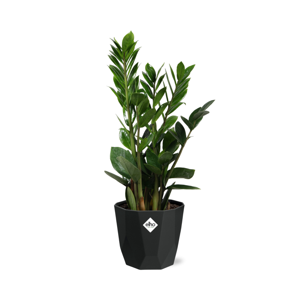 Zamioculcas (ZZ-Pflanze) – 45-50 cm in 14 cm Topf, b.for rock living black