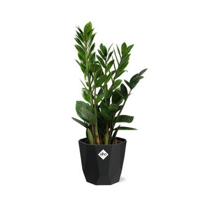 Zamioculcas (ZZ-Pflanze) – 45-50 cm in 14 cm Topf, b.for rock living black