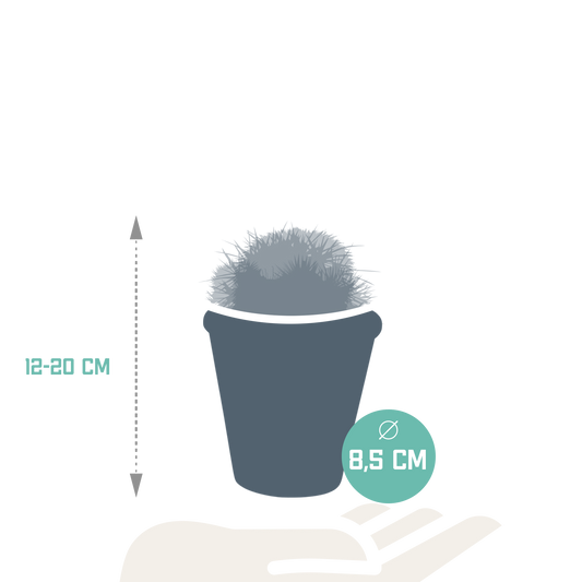 Bolcactus Kakteen-Mischung im Terrakottatopf 8,5 cm