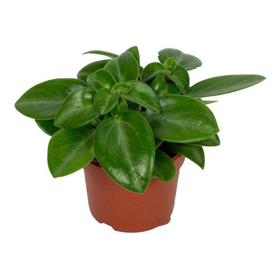 Peperomia Pixie – Zwergpfeffer Ø9cm, 18cm hoch