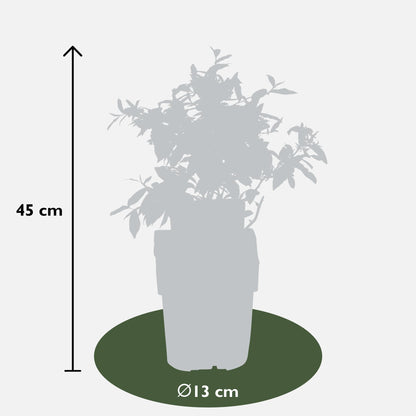 6er-Set Heidelbeerstrauch Vaccinium corymbosum Ø13cm, ca. 45cm hoch