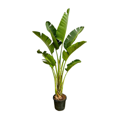 Strelitzia Augusta – Weiße Paradiesvogelpflanze 250 cm