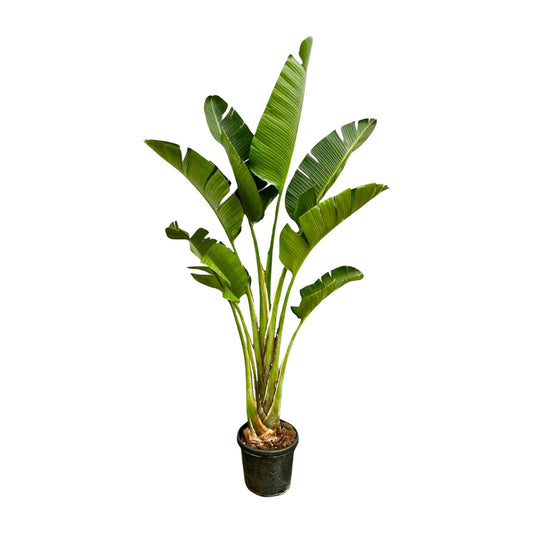 Strelitzia Augusta – Weiße Paradiesvogelpflanze 250 cm