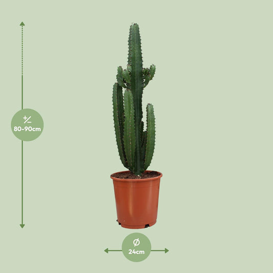 Euphorbia Trigona Rubra – Pflegeleichte Sukkulente Ø24cm