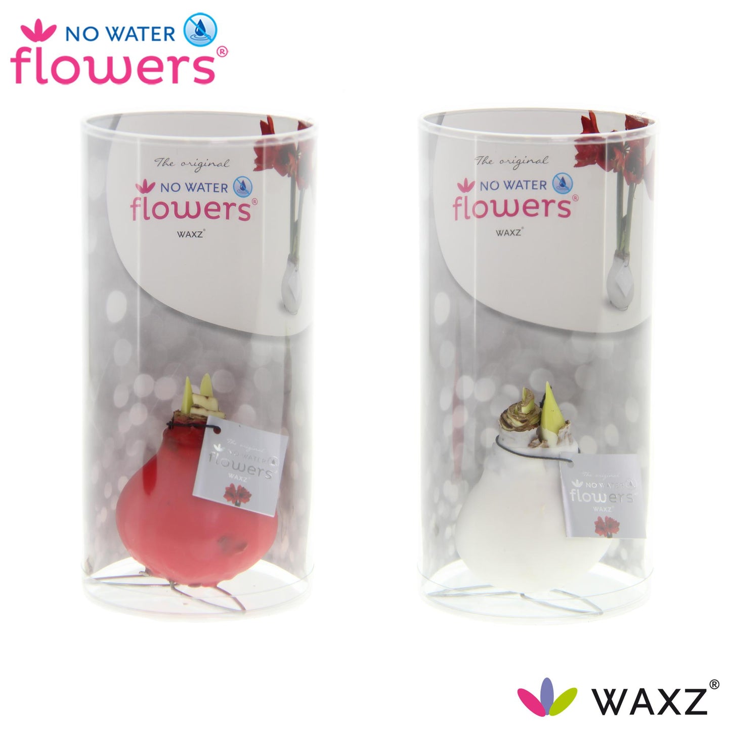 No Water Flowers Waxz Kolibri Mix – 2er Set Ø7 cm