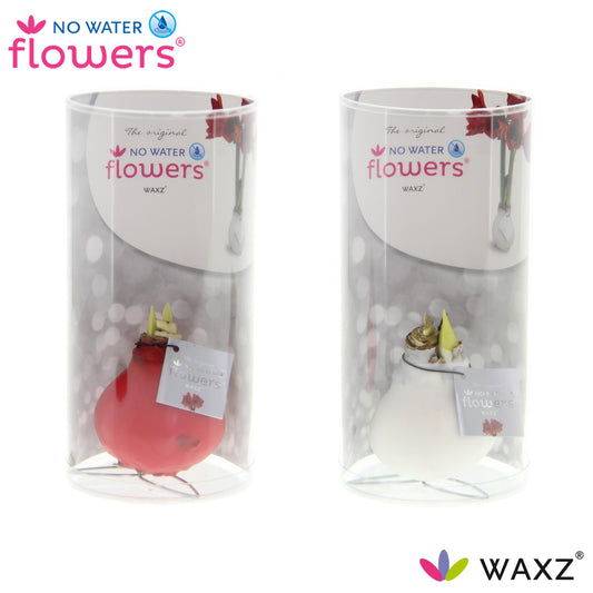 No Water Flowers Waxz Kolibri Mix – 2er Set Ø7 cm