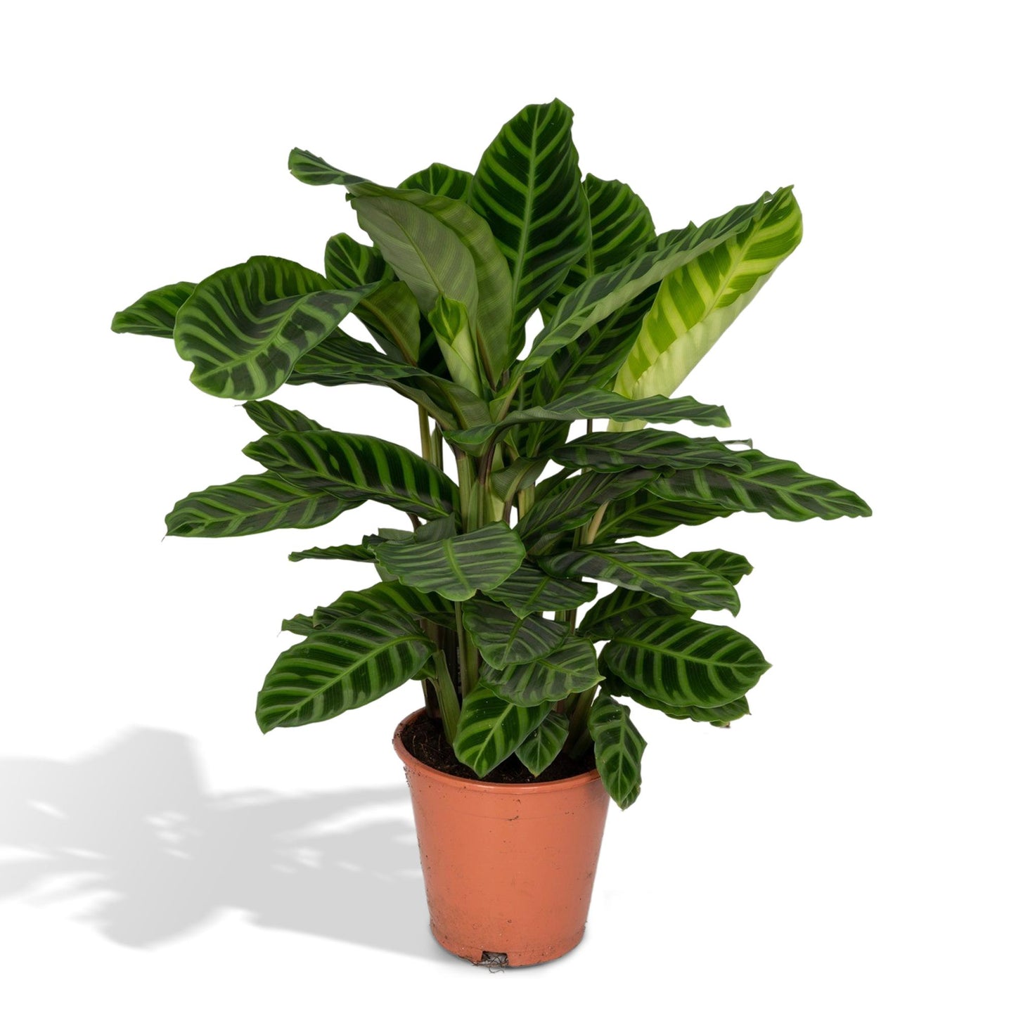Pfauenpflanze Zebrina – Tropische Zimmerpflanze Ø19cm
