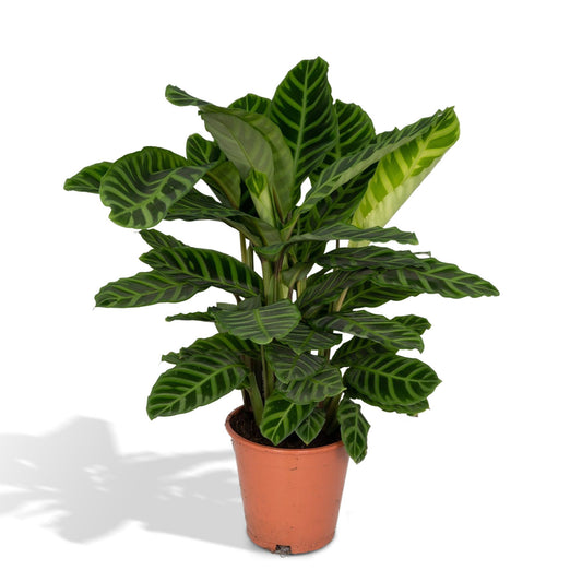 Pfauenpflanze Zebrina – Tropische Zimmerpflanze Ø19cm