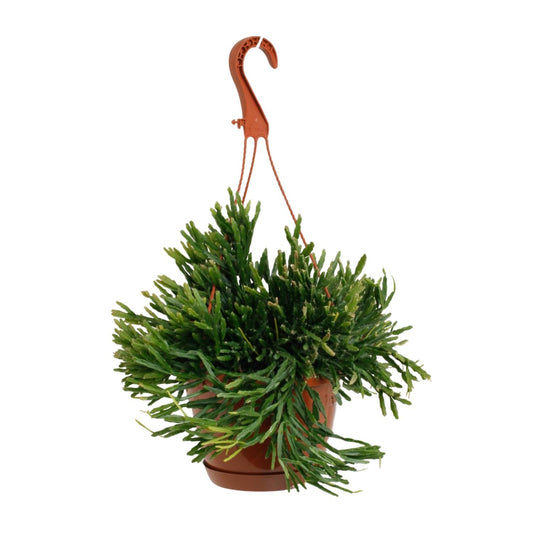 Rhipsalis Ewaldiana – Pflegeleichte Trendpflanze Ø17cm