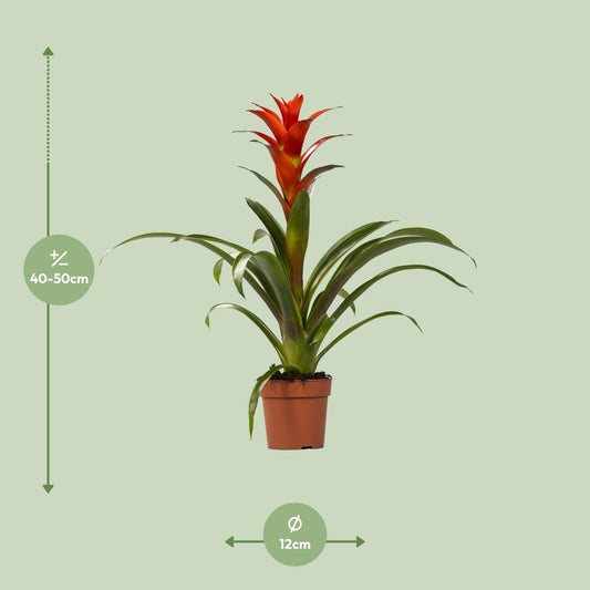 Guzmania Ostara – Exotische, pflegeleichte Zimmerpflanze Ø12cm