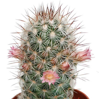 Kakteenmischung 5,5 cm - zonder pot bloeiend - 5x