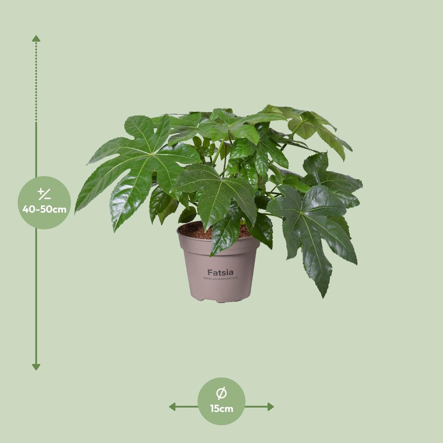 Fatsia Japonica – Pflegeleichte Zimmerpflanze Ø15cm